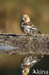 Hawfinch (Coccothraustes coccothraustes)