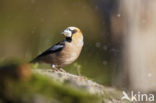 Hawfinch (Coccothraustes coccothraustes)