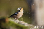 Appelvink (Coccothraustes coccothraustes)