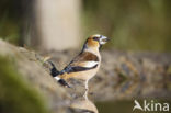 Hawfinch (Coccothraustes coccothraustes)