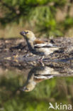 Hawfinch (Coccothraustes coccothraustes)