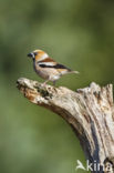 Hawfinch (Coccothraustes coccothraustes)