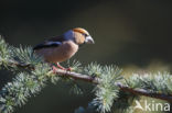 Hawfinch (Coccothraustes coccothraustes)