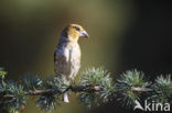 Hawfinch (Coccothraustes coccothraustes)