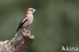Hawfinch (Coccothraustes coccothraustes)