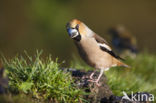 Hawfinch (Coccothraustes coccothraustes)