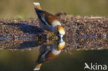 Appelvink (Coccothraustes coccothraustes)