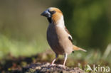 Appelvink (Coccothraustes coccothraustes)