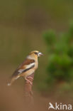 Hawfinch (Coccothraustes coccothraustes)