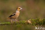 Appelvink (Coccothraustes coccothraustes)