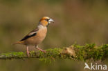 Hawfinch (Coccothraustes coccothraustes)