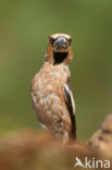 Hawfinch (Coccothraustes coccothraustes)