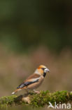 Hawfinch (Coccothraustes coccothraustes)