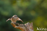 Appelvink (Coccothraustes coccothraustes)