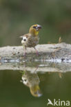 Hawfinch (Coccothraustes coccothraustes)