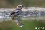 Appelvink (Coccothraustes coccothraustes)