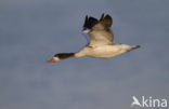 Shelduck (Tadorna tadorna)