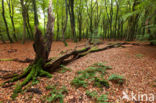 Beech (Fagus spec.)