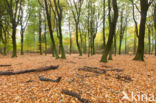 Beech (Fagus spec.)