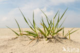 Sand Couch-grass (Elytrigia juncea subsp. boreoatlantica)