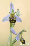 Bee Orchid (Ophrys apifera)