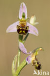 Bijenorchis (Ophrys apifera)