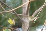 Inornate Warbler (Phylloscopus inornatus)