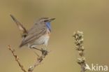 Blauwborst (Luscinia svecica)