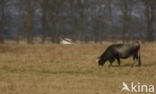 Northern Harrier