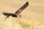 Northern Harrier