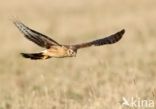 Northern Harrier