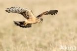 Northern Harrier