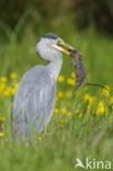 Blauwe Reiger (Ardea cinerea)