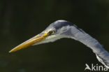 Blauwe Reiger (Ardea cinerea)