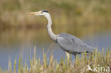 Grey Heron (Ardea cinerea)