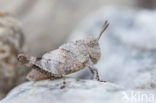 Blue-winged grasshopper (Oedipoda caerulescens)