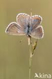 Chalk Hill Blue (Polyommatus coridon)