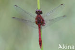 Bloedrode heidelibel (Sympetrum sanguineum)