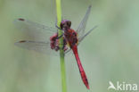 Bloedrode heidelibel (Sympetrum sanguineum)