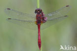 Bloedrode heidelibel (Sympetrum sanguineum)