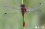 Bloedrode heidelibel (Sympetrum sanguineum)