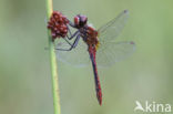 Bloedrode heidelibel (Sympetrum sanguineum)