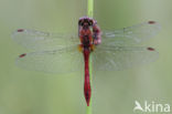 Bloedrode heidelibel (Sympetrum sanguineum)