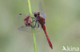 Bloedrode heidelibel (Sympetrum sanguineum)