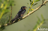 Barn Swallow (Hirundo rustica)