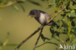 Boerenzwaluw (Hirundo rustica)