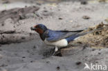 Boerenzwaluw (Hirundo rustica)