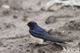 Boerenzwaluw (Hirundo rustica)