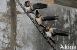 Barn Swallow (Hirundo rustica)