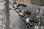 Boerenzwaluw (Hirundo rustica)